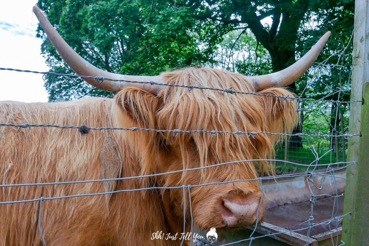 蘇格蘭高地牛Highland cattle