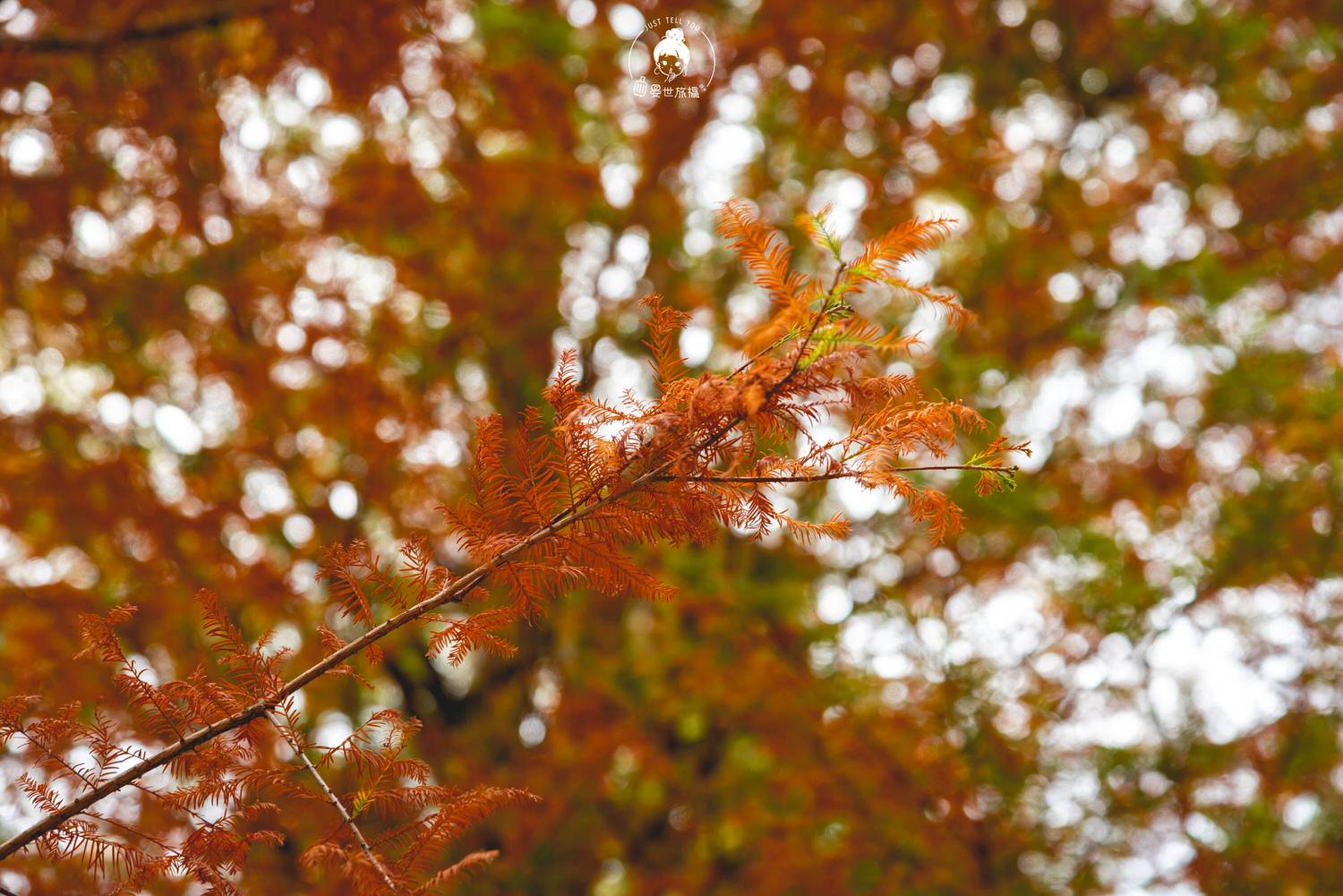南投、南投｜139縣道落羽松森林・秋天的顏色已漸漸將顏色染上了