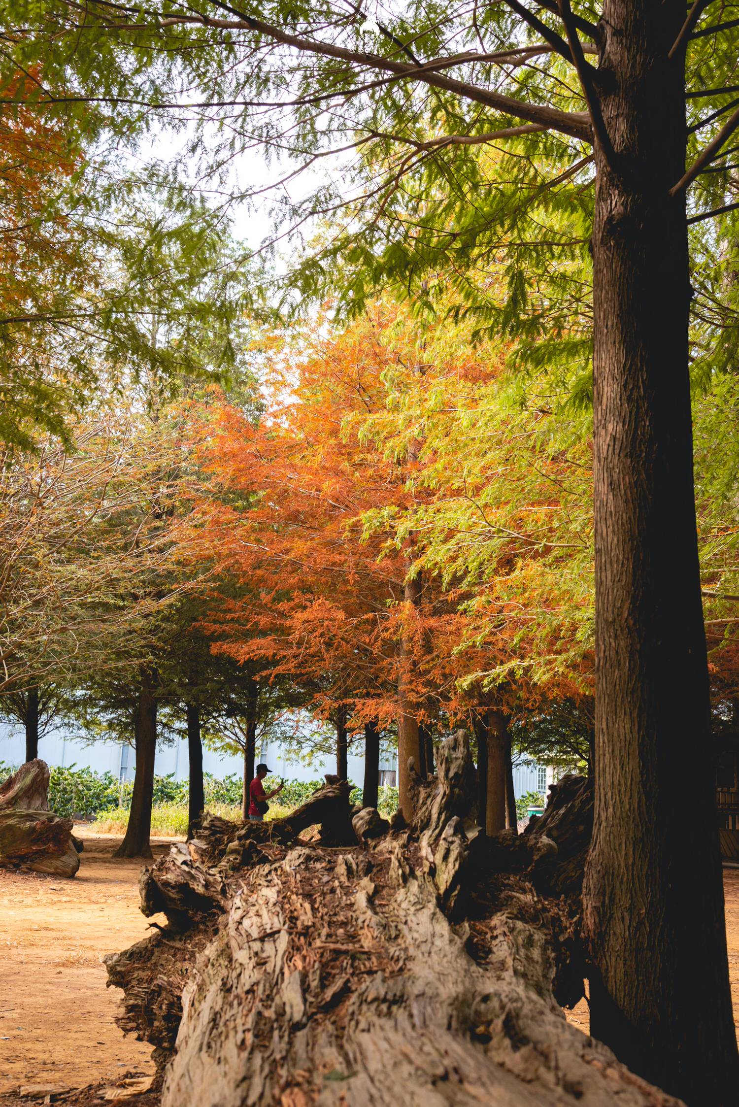 南投、南投｜139縣道落羽松森林・秋天的顏色已漸漸將顏色染上了