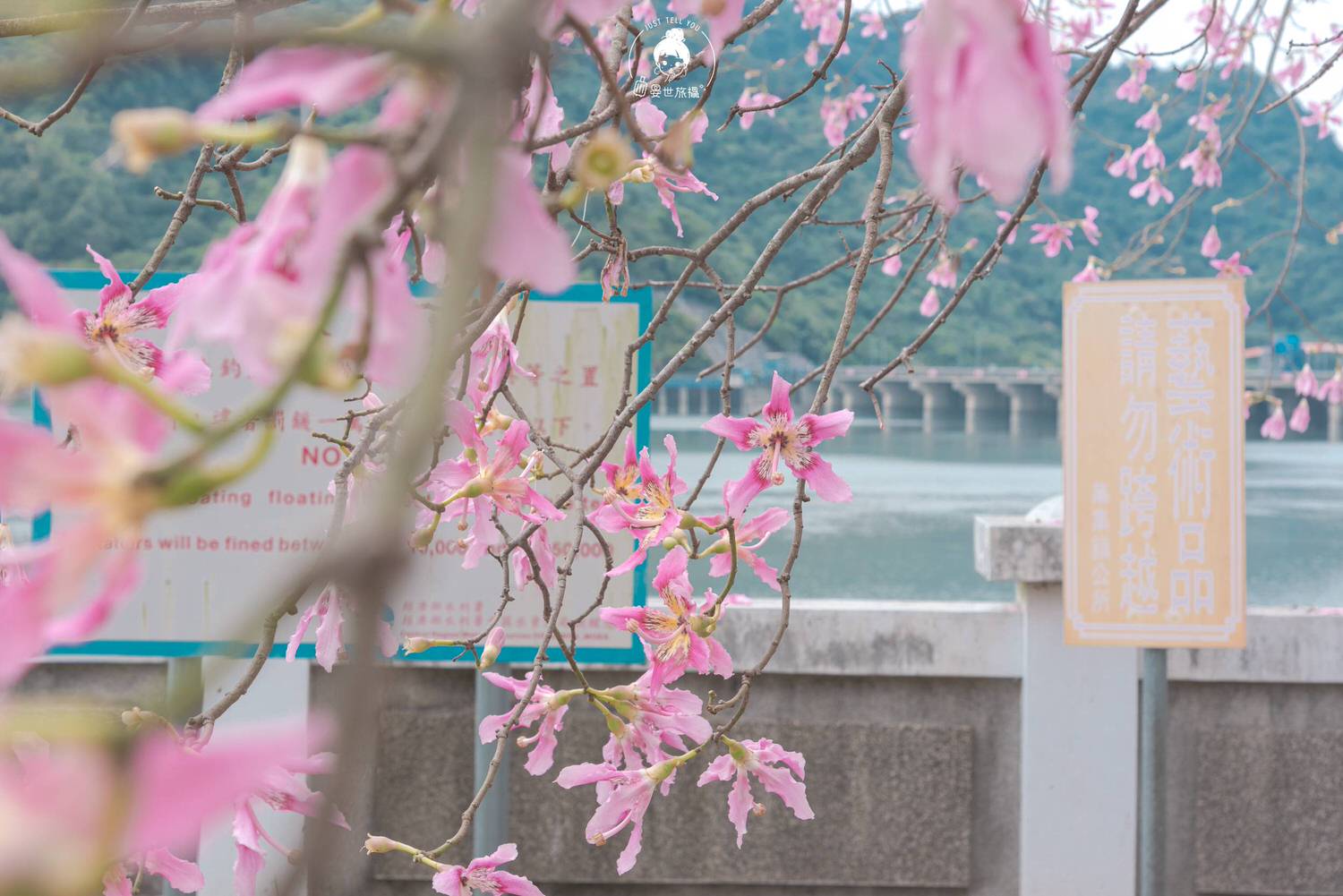 南投、集集｜集集攔河堰旁美人樹，一解我對櫻花的思念