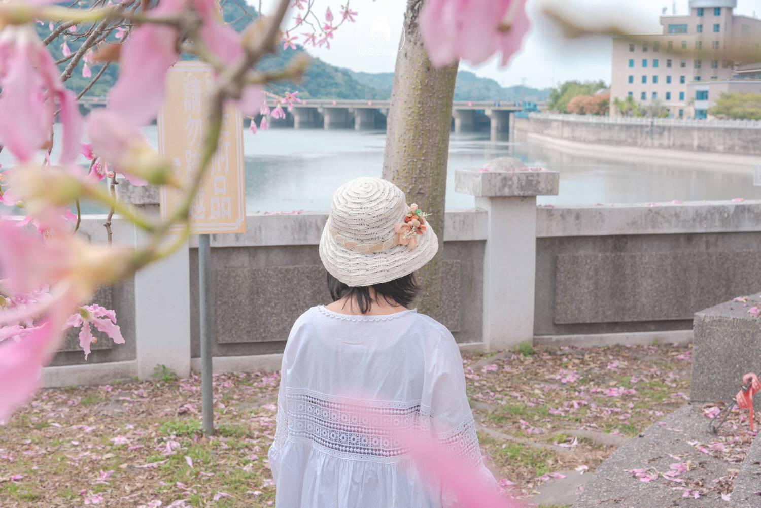 南投、集集｜集集攔河堰旁美人樹，一解我對櫻花的思念