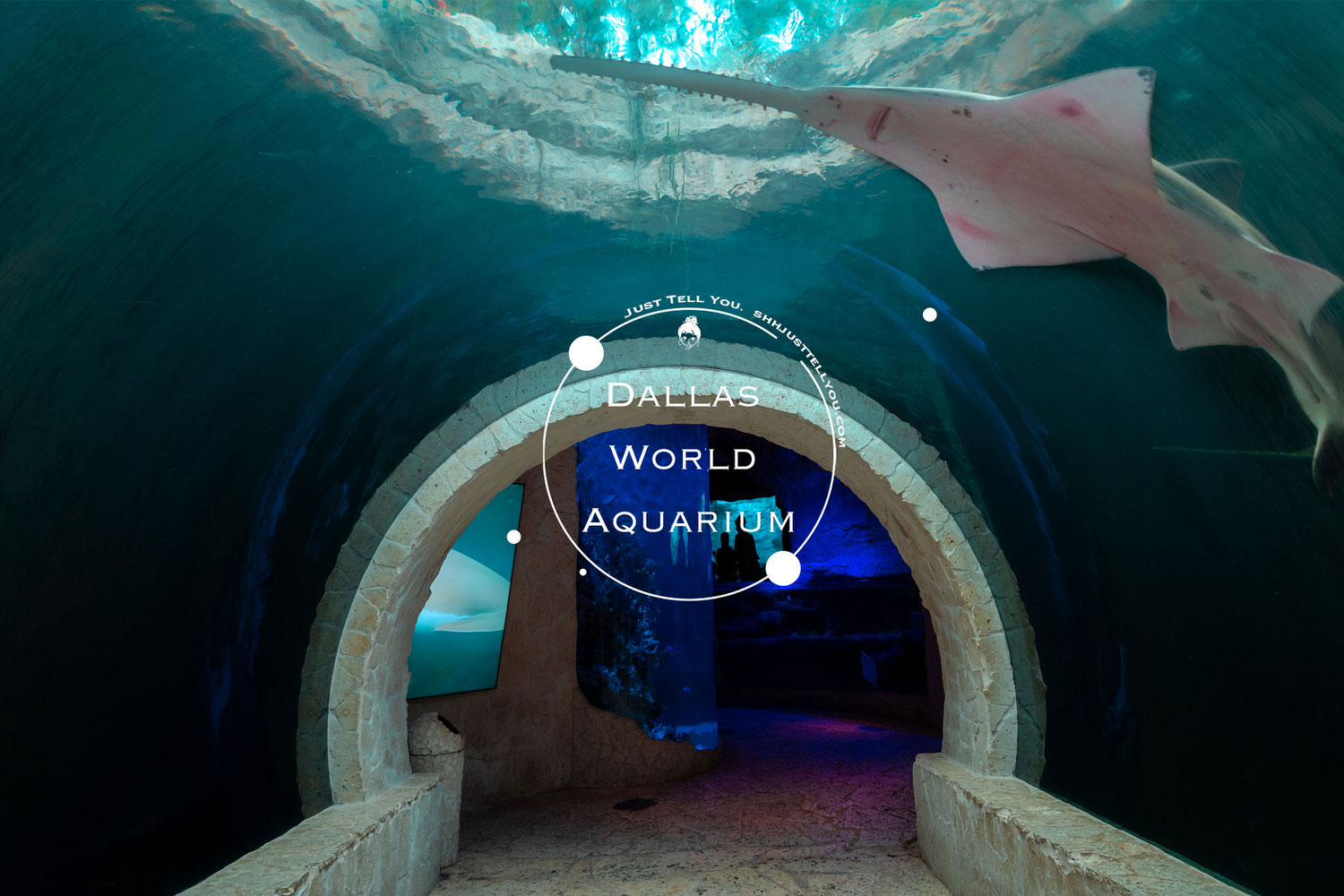Dallas world aquarium德州達拉斯水族館