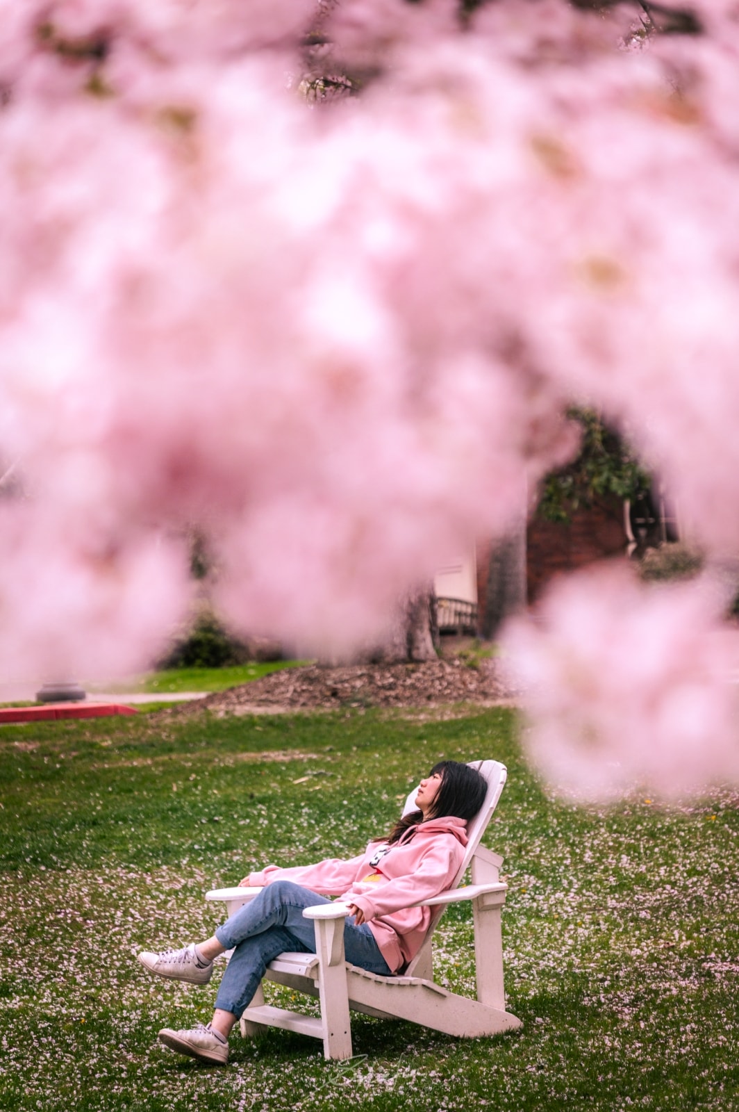 美國、奧勒岡｜Salem 賞櫻攻略・Oregon State Capitol Park，我從遠方前來赴你一面之約
