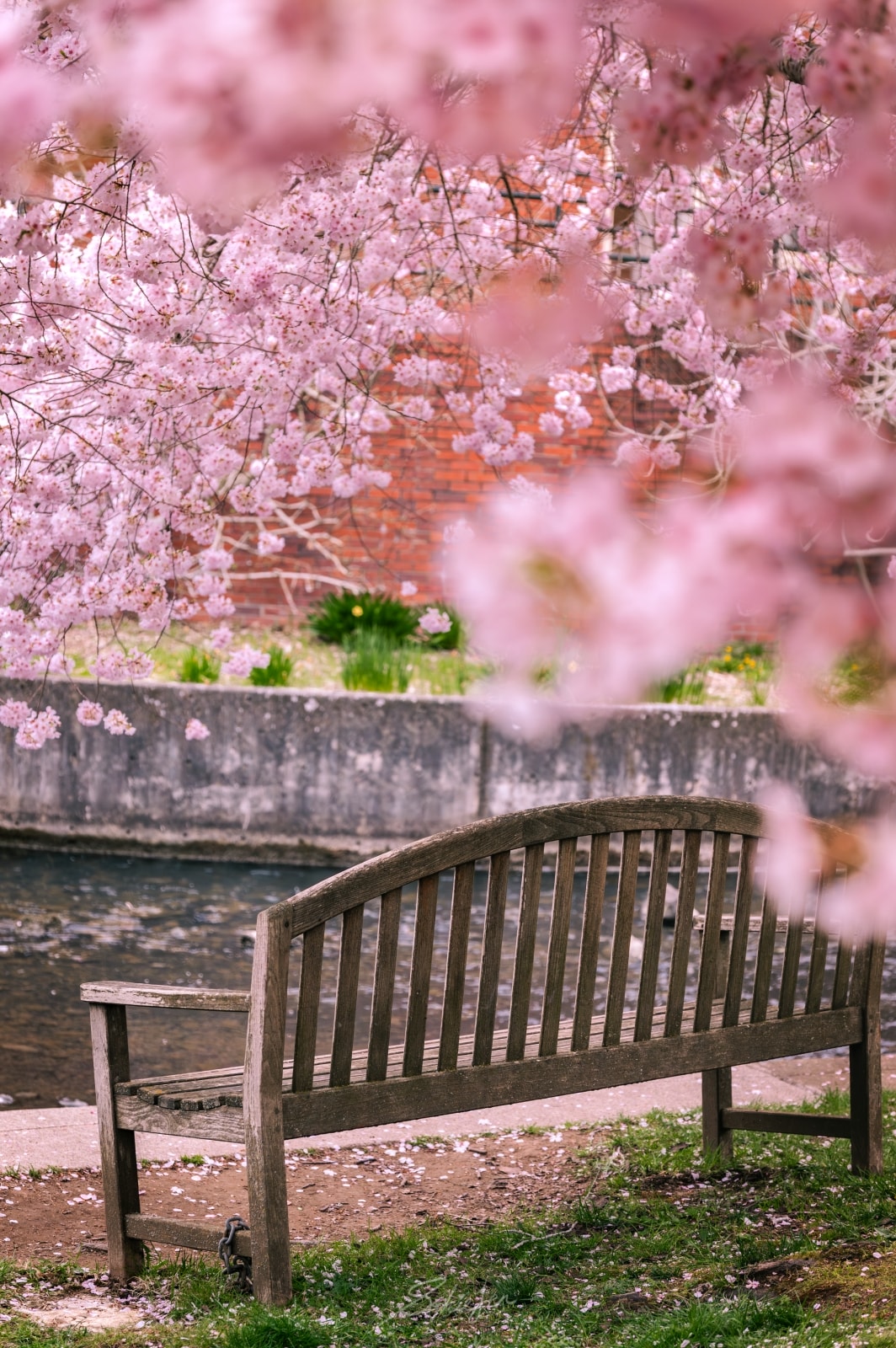 美國、奧勒岡｜Salem 賞櫻攻略・Oregon State Capitol Park，我從遠方前來赴你一面之約