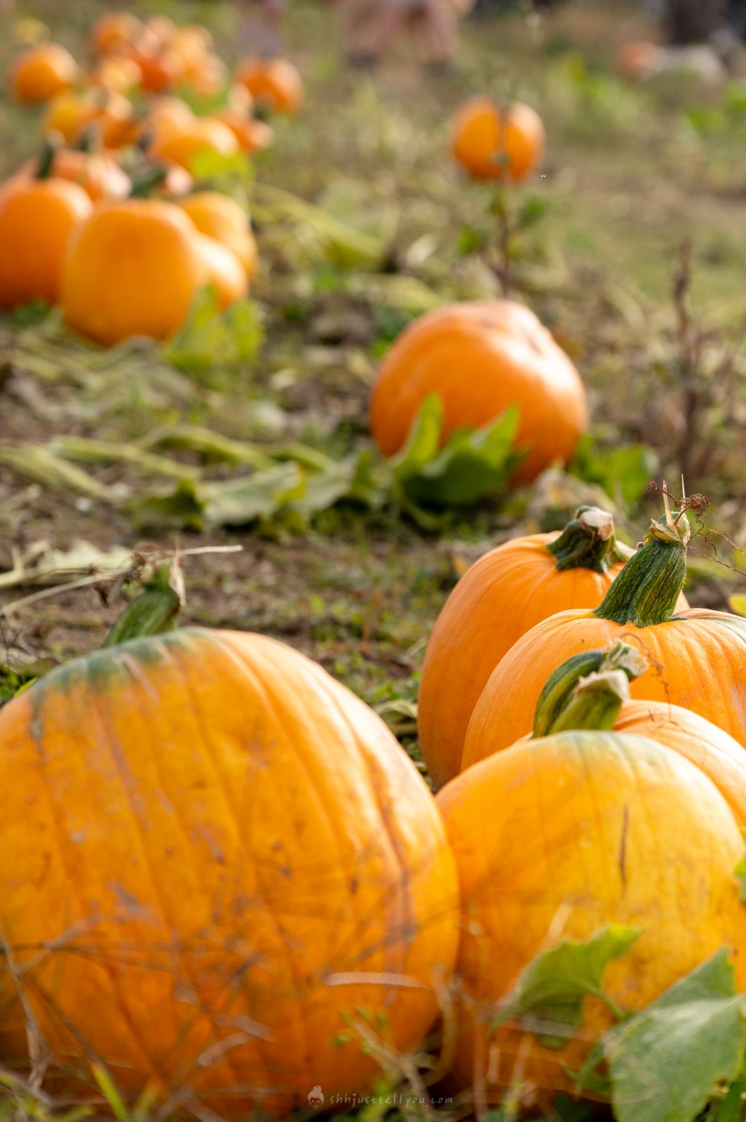 美國、波特蘭|Salem地區萬聖節必去的Pumpkin Patch - 第3張圖