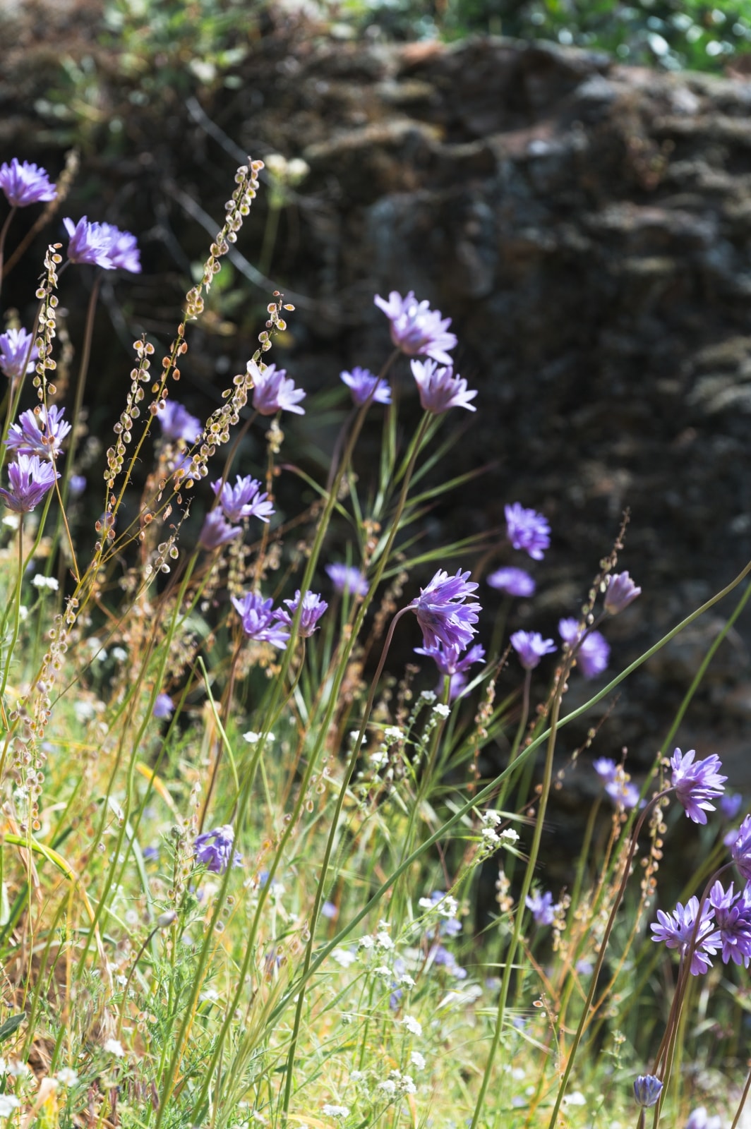 Dog Mountain Hike — 5 Hours of Wildflowers & Things I Wish I Knew Before I Went - 第1張圖 Dog Mountain Hike — 5 Hours of Wildflowers & Things I Wish I Knew Before I Went