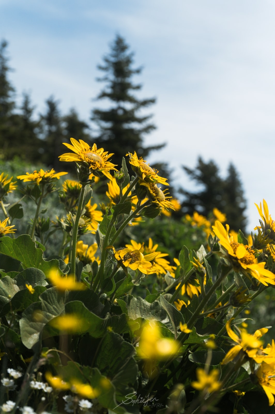 Dog Mountain Hike — 5 Hours of Wildflowers & Things I Wish I Knew Before I Went - 第2張圖 Dog Mountain Hike — 5 Hours of Wildflowers & Things I Wish I Knew Before I Went