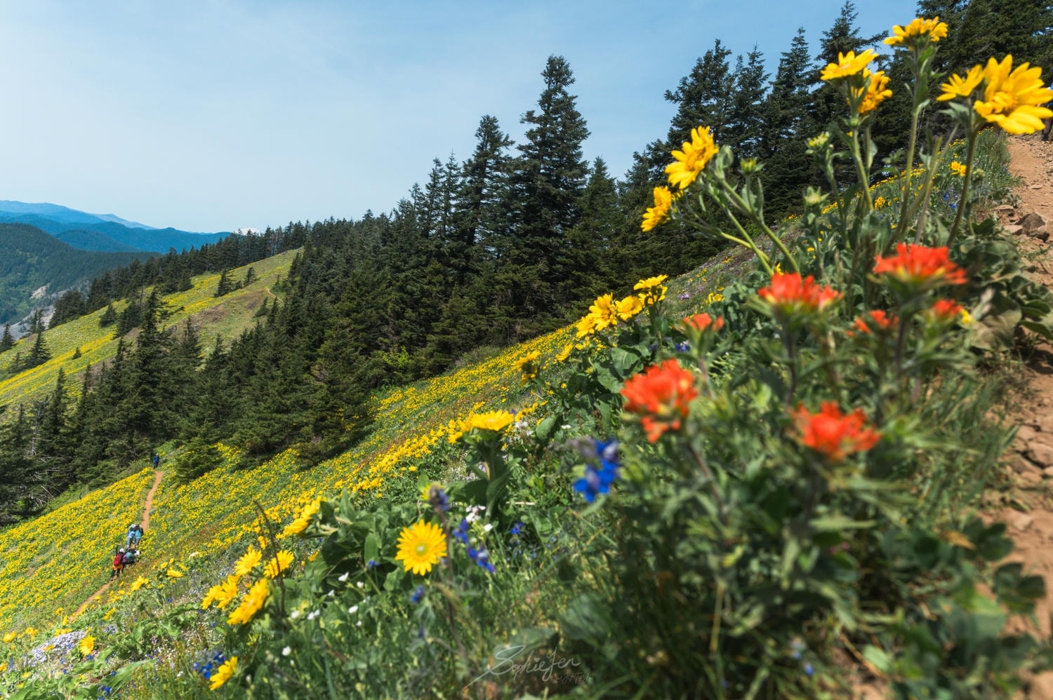 美國、華盛頓|Dog Mountain 健行・五小時的野花與踩坑心得,從 Portland 出發一日來回 - 第5張圖 美國、華盛頓|Dog Mountain 健行・五小時的野花與踩坑心得,從 Portland 出發一日來回