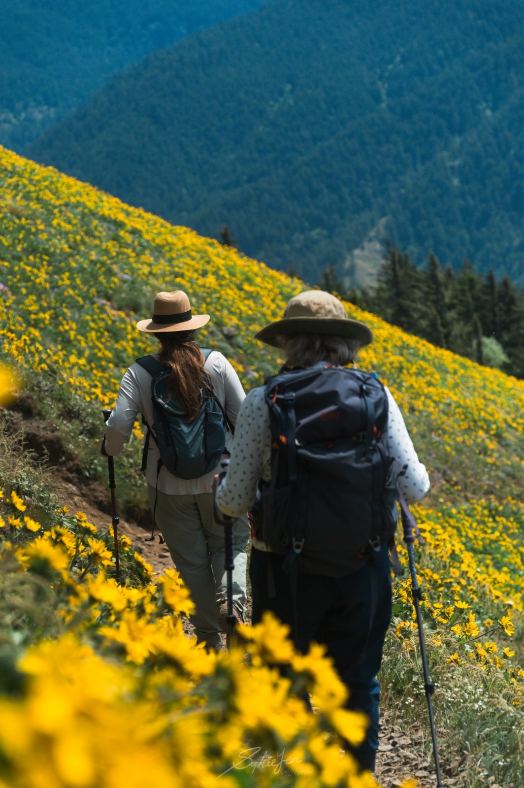美國、華盛頓|Dog Mountain 健行・五小時的野花與踩坑心得,從 Portland 出發一日來回 - 第6張圖 美國、華盛頓|Dog Mountain 健行・五小時的野花與踩坑心得,從 Portland 出發一日來回
