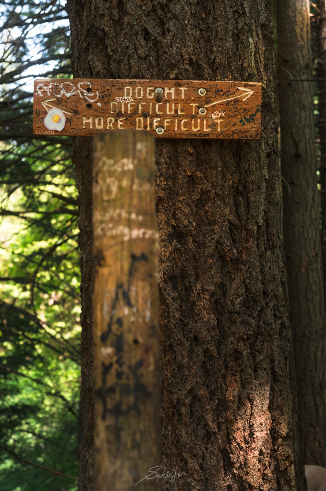 Dog Mountain Hike — 5 Hours of Wildflowers & Things I Wish I Knew Before I Went - 第3張圖 Dog Mountain Hike — 5 Hours of Wildflowers & Things I Wish I Knew Before I Went