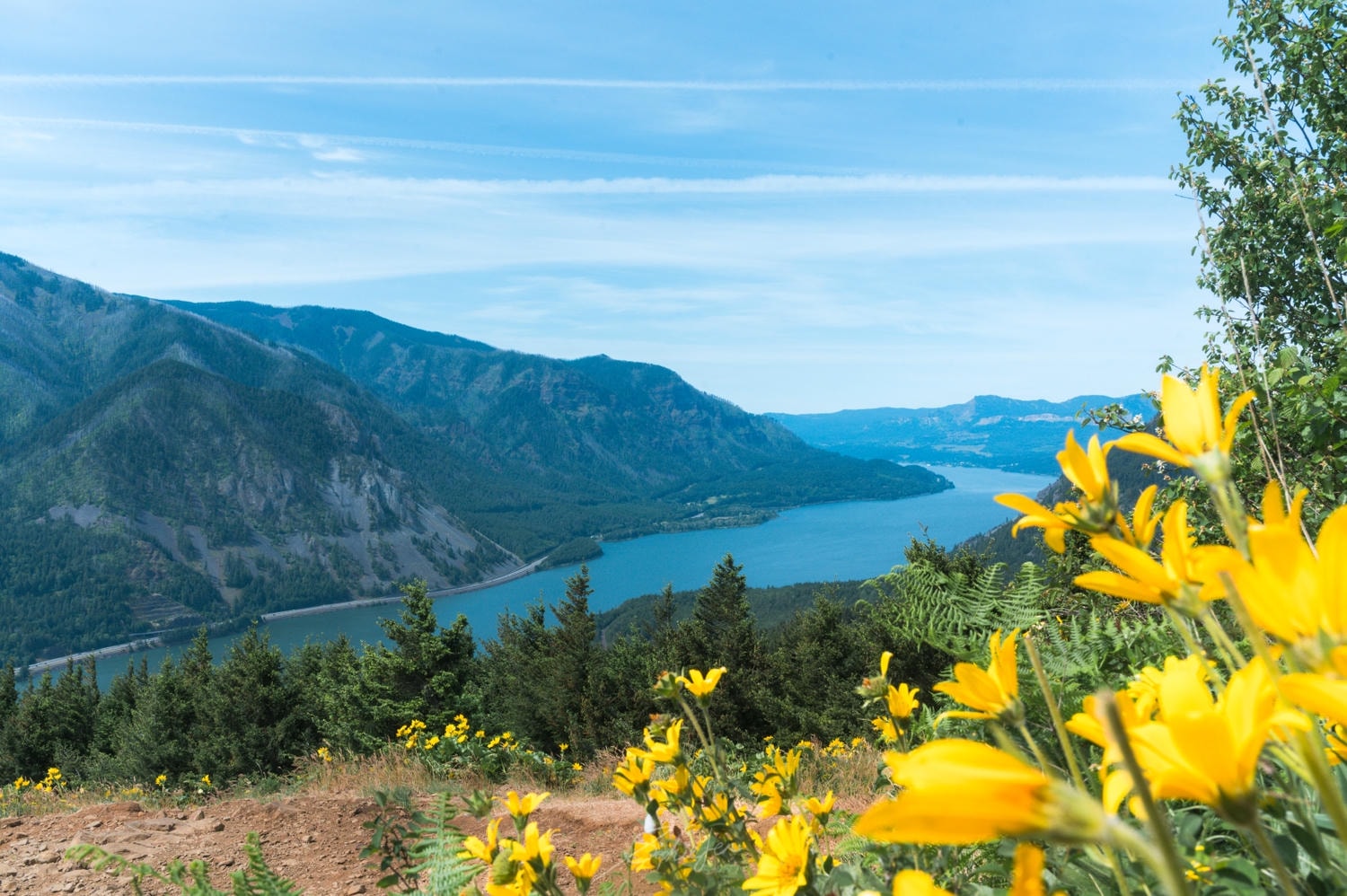 Dog Mountain Hike — 5 Hours of Wildflowers & Things I Wish I Knew Before I Went - 第4張圖 Dog Mountain Hike — 5 Hours of Wildflowers & Things I Wish I Knew Before I Went
