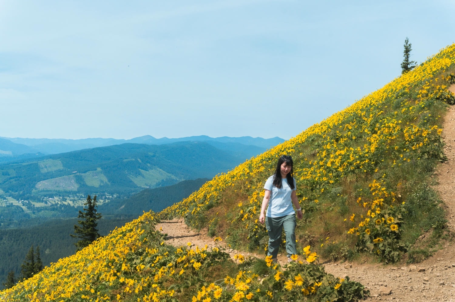 美國、華盛頓|Dog Mountain 健行・五小時的野花與踩坑心得,從 Portland 出發一日來回 - 第1張圖 美國、華盛頓|Dog Mountain 健行・五小時的野花與踩坑心得,從 Portland 出發一日來回