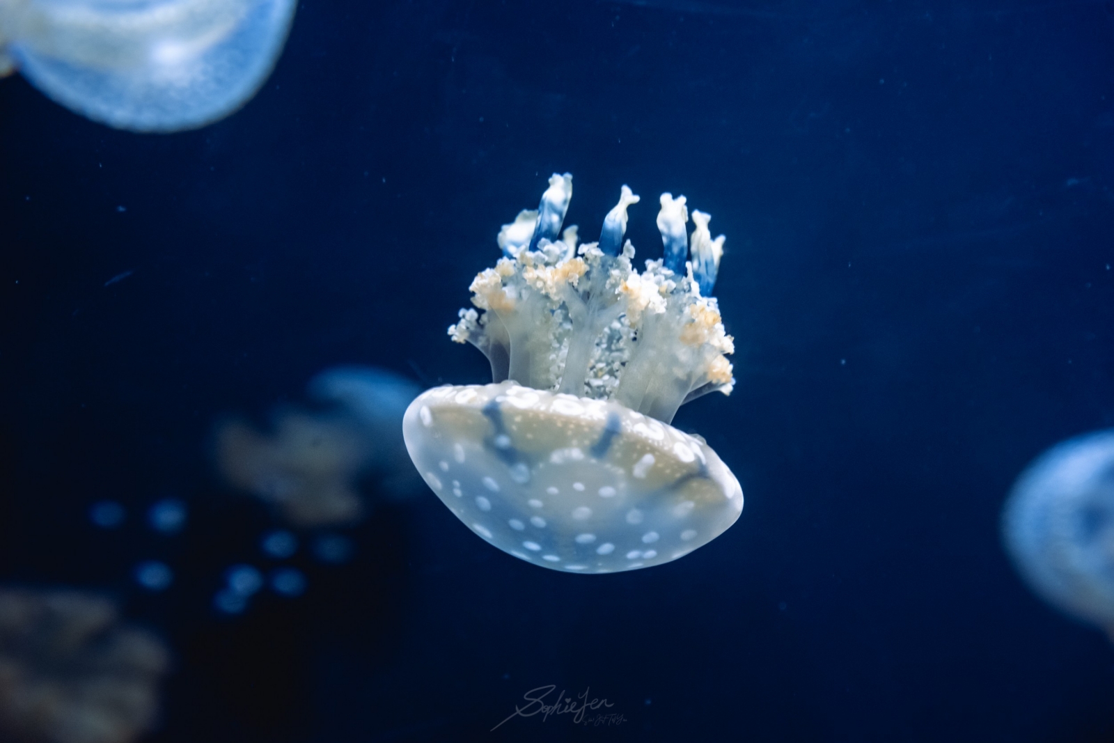 伊利諾、芝加哥｜謝德水族館（Shedd Aquarium）攻略・門票怎麼買最省、推薦展區與值不值得排入行程安排