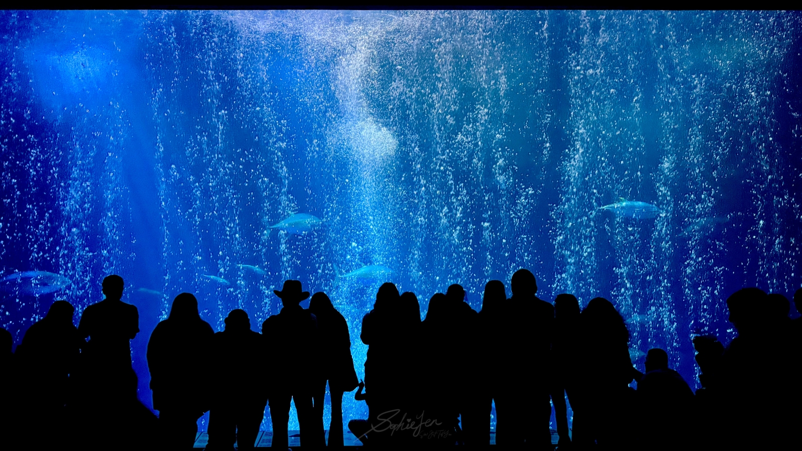 伊利諾、芝加哥｜謝德水族館（Shedd Aquarium）攻略・門票怎麼買最省、推薦展區與值不值得排入行程安排