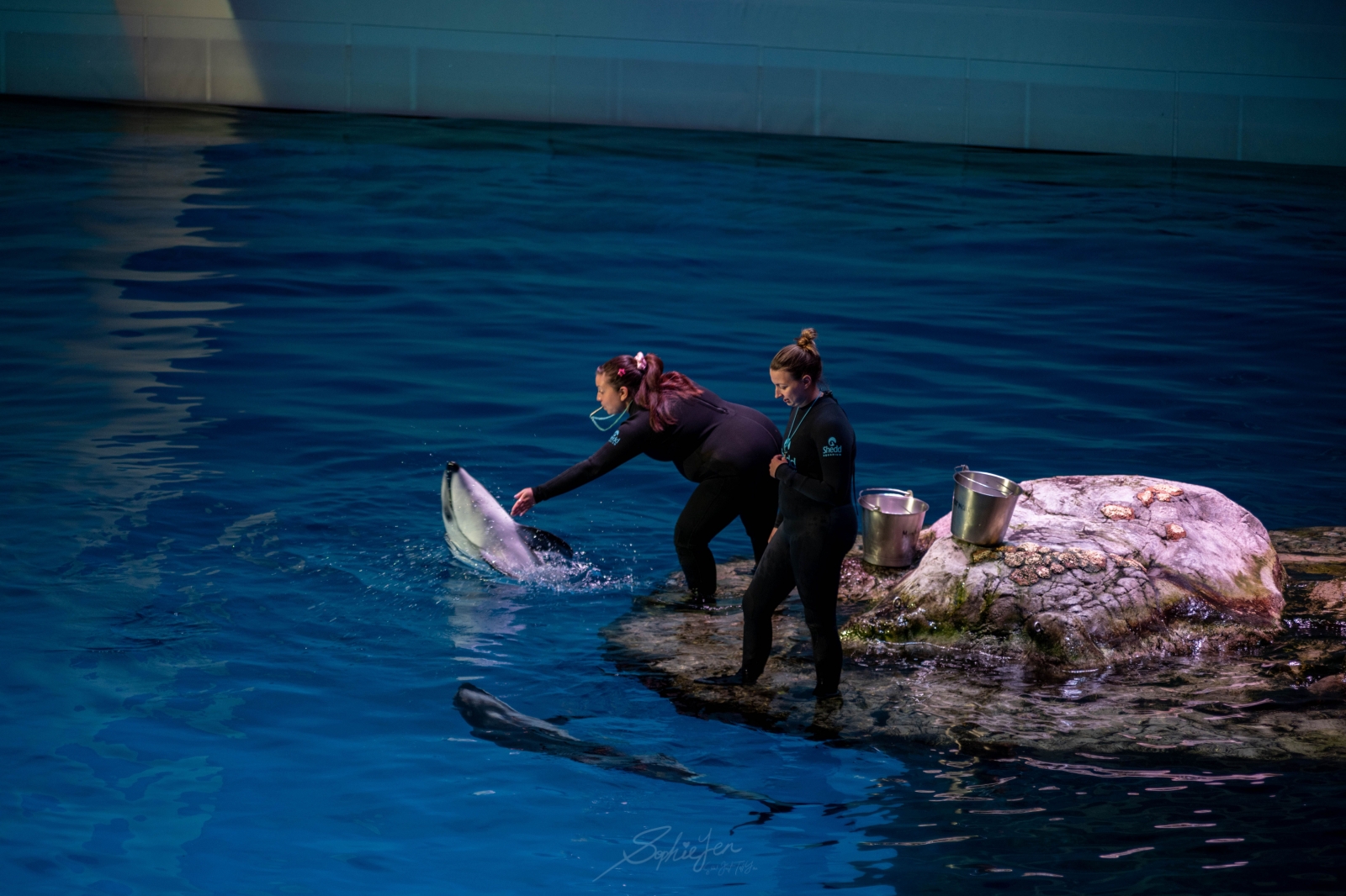 伊利諾、芝加哥｜謝德水族館（Shedd Aquarium）攻略・門票怎麼買最省、推薦展區與值不值得排入行程安排